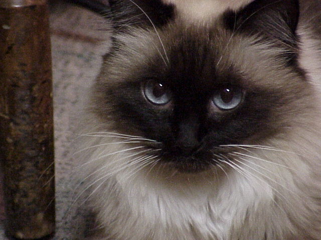Chloe