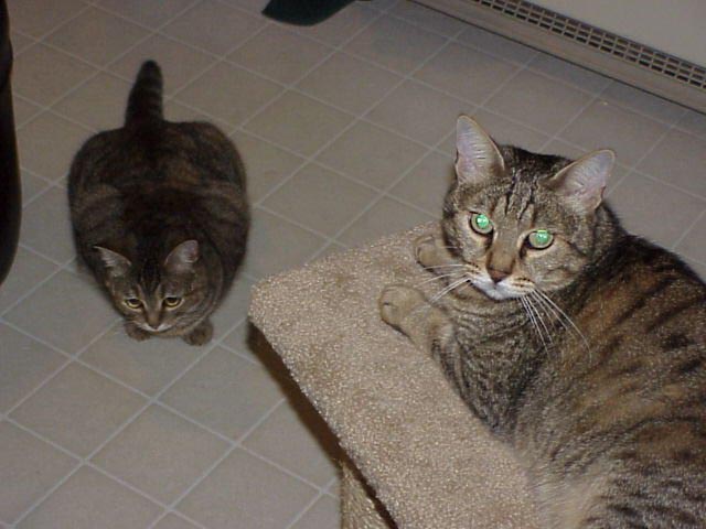Cats in Combination