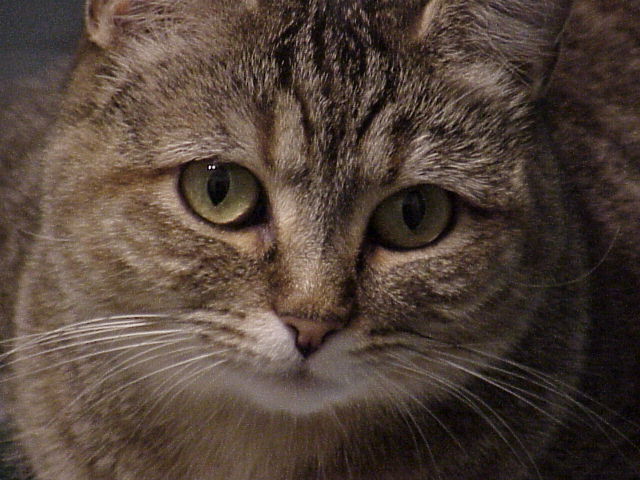 Leela
