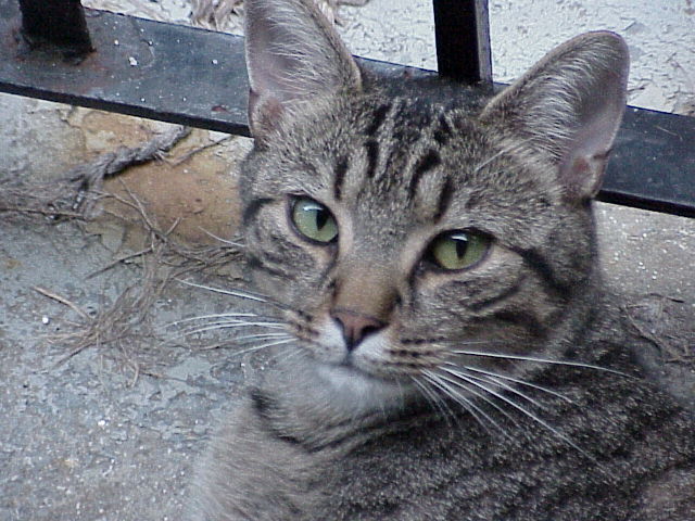 Orbison