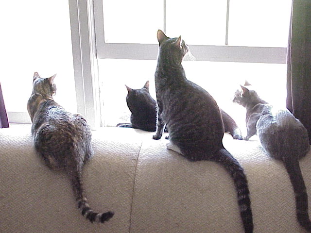 The Cats of Wilmington