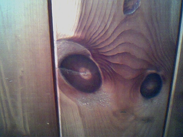 Wood elf