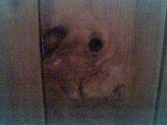 The animal face in the wood