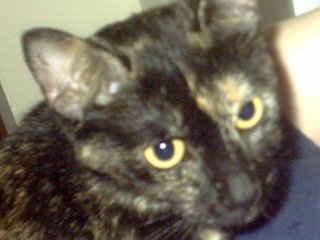 Xena (Sponsored Feline)