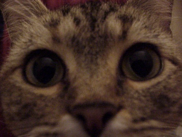 Cats